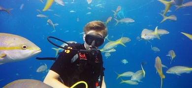 marine life diving