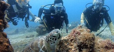 scuba diving turtle
