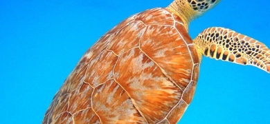snorkeling turtle