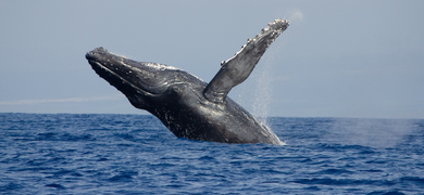 Speedboat Whale Watching in Kailua-Kona