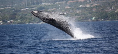 whale watching speedboat
