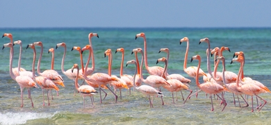 flamingo boat trip