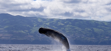 Whale watching in São Miguel 