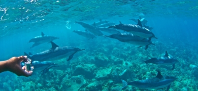 dolphin snorkeling hawaii
