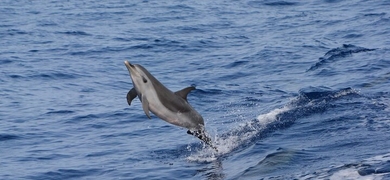 dolphin watching tour in kona