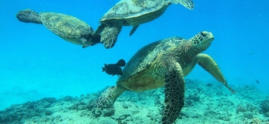 Discover Scuba Diving in Honolulu