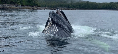 whale tour