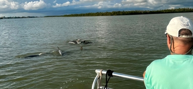Wild Dolphin Boat Tour in Goodland