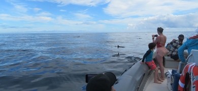 Boat tour with Dolphin Watching in Na Pali