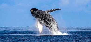 whale watching maalaea