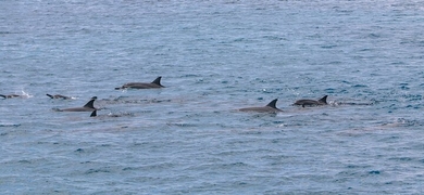 dolphin sailing tour