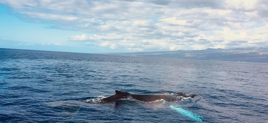 whale watching tour in kona