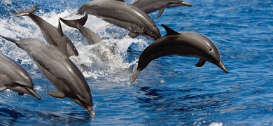 dolphin watching cruise
