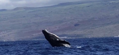 whale watching trip oahu