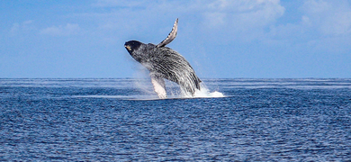 Whale Watching Tour in Waianae