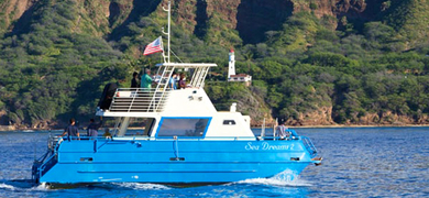 speed boat dolphin watching in hawaii