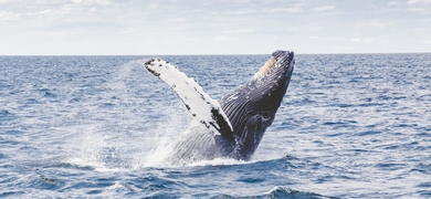 whale watching catamaran private