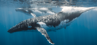 whale watching in waikiki