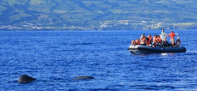 Cover for Whale and dolphin tour to the islet Vila Franca