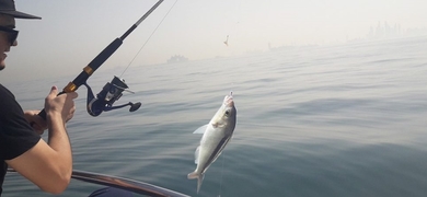 Cover for Full day fishing charter in Dubai
