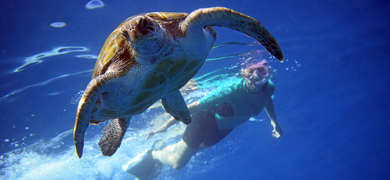 Snorkeling with turtles in Tenerife