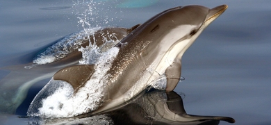 Dolphins Fuengirola