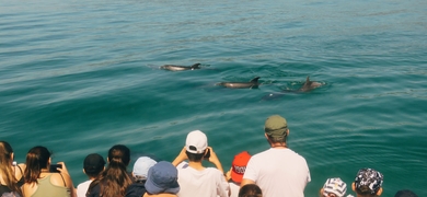 Dolphins in Setúbal 