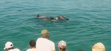 Setúbal dolphin watching