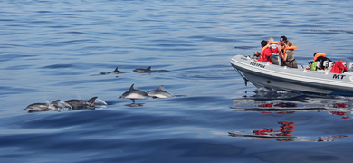 dolphins-azores