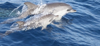 Dolphins in Lanzarote