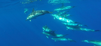 Swimming with dolphins in Madeira