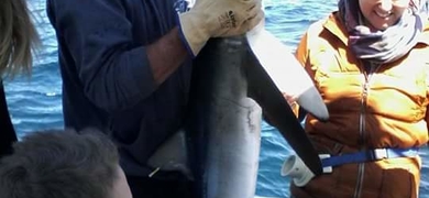 shark fishing in Lagos