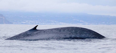 Whale and dolphin watching from Terceira Island Cover