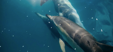 Dolphins Marbella