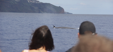 whale watching in Madeira