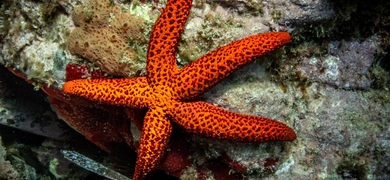 Sea star in Santa Pola