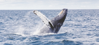 Whale watching in Boa Vista