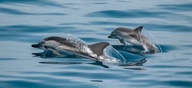 dolphin watching from Albufeira