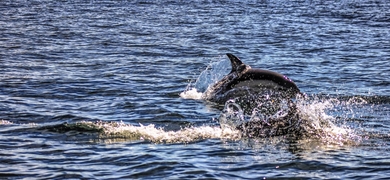Dolphins in Portimão