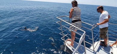 It's a magical experience to watch wild dolphins in Lagos