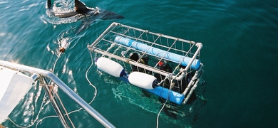 Shark Cage diving