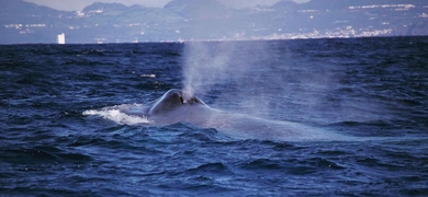 Whale watching in Azores and Lagoa do Fogo Volcano Boat tour
