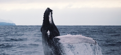 Admire whales in the Azores