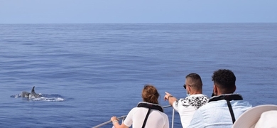 Whale and dolphin observation in Madeira