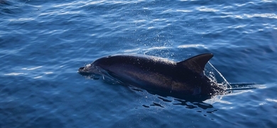 See wild dolphins in Madeira
