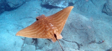 The rays also glide very elegantly over the seabed below us