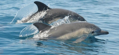 Dolphin watching from Albufeira