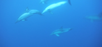 Swim with dolphins Terceira Island