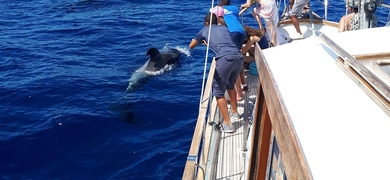 Cabo Girão Sailing Trip for Dolphin and Whale Watching