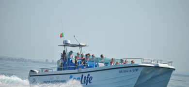 Dolphin Observation in Lagos with Marine Biologists